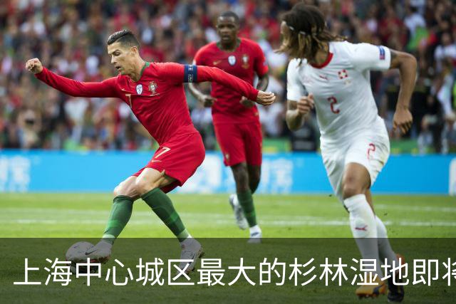 上海中心城区最大的杉林湿地即将进入最佳观赏期，记者实探